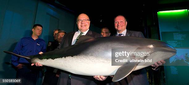 Bundesumweltminister Peter Altmaier und der Direktor des Ozeaneums Strasund Harald Benke halten ein Schweinswal-Praeparat im Ozeaneum Stralsund....