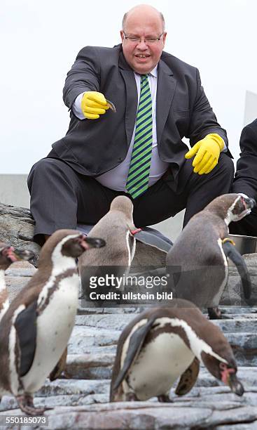 Bundesumweltminister Peter Altmaier fuettert Humboldt-Pinguine im Ozeaneum Stralsund. Altmaier wurde waehrend seines Besuches der Pate fuer das...