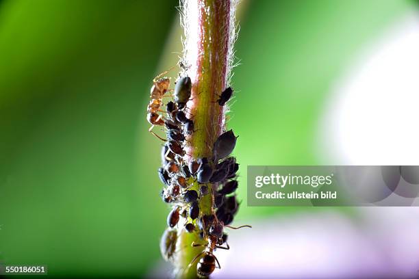 Ants feed the excretions of aphids and protect them from predators