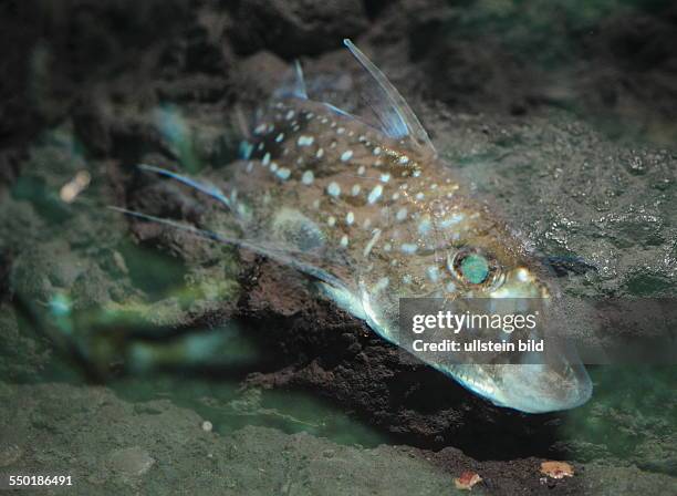 Berlin / Zoo / Aquarium, gefleckte Seeratte