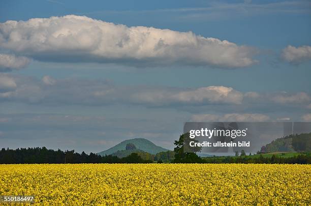 Saechsische Schweiz, Blick ueber ein bluehendes Rapsfeld zum Zirkelstein vor dem Rosenberg