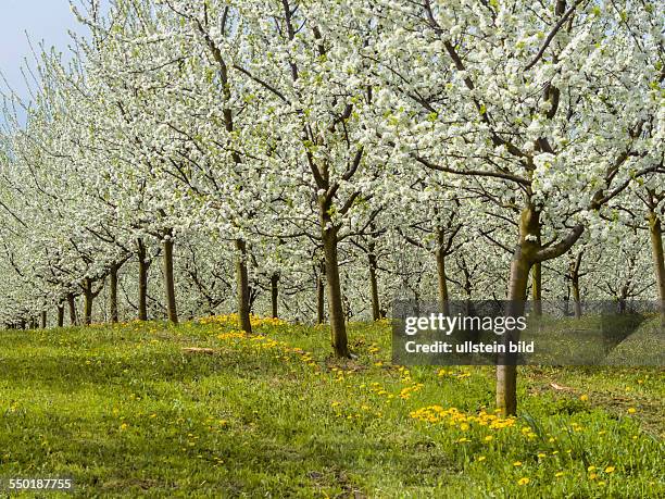 Viele blühende Obstbäume im Frühling. Baumblühte im Frühjahr ist eine schöne Jahreszeit.