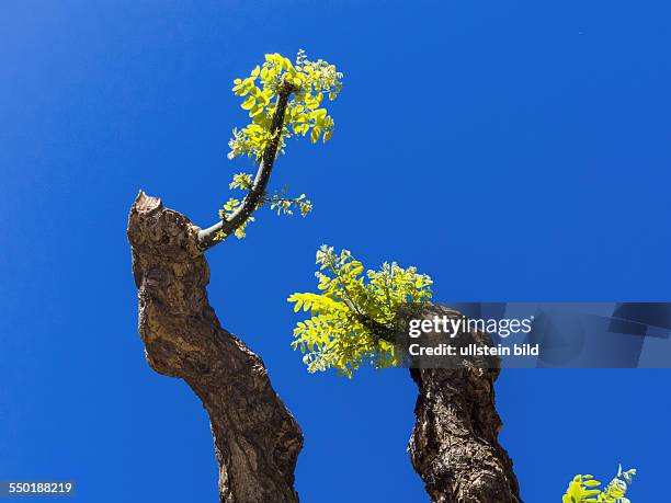 Junge Trieb an einem beschnittenen Baum. Vor blauem Himmel