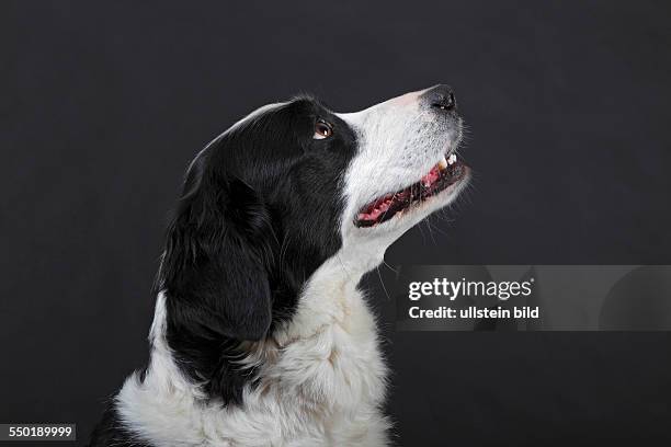 Mischling Mix aus Border Collie, Berner Sennenhund und Golden Retriever Hund, Hündin, Porträt, Hunderasse