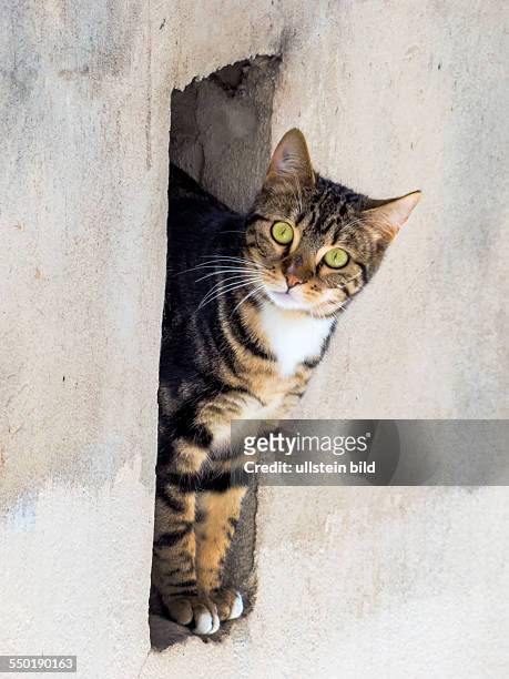 Eine kleine Katze sieht neugierig aus der Nische einer Mauer
