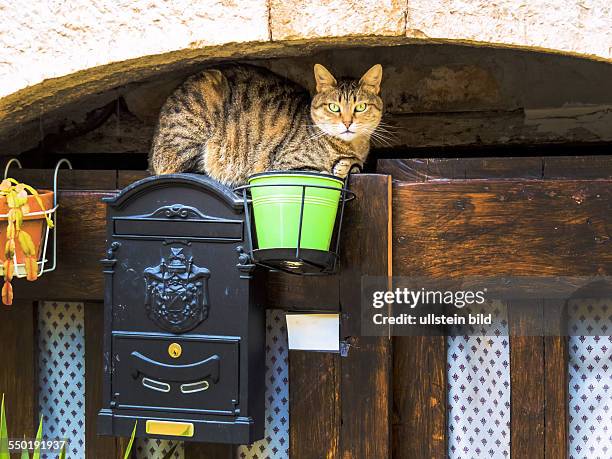 Gestreifte Katze sitzt wartend auf einem Briefkasten