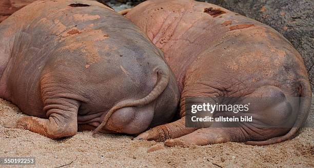 Back of Babirusa, Pig deer at the Zoo, Singapore, 24.02.13