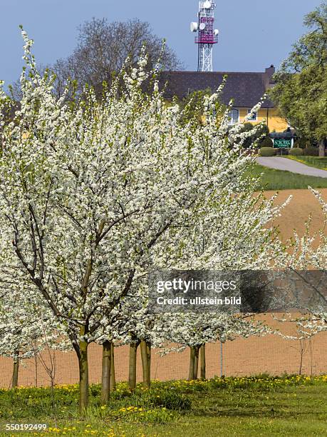 Viele blühende Obstbäume im Frühling. Baumblühte im Frühjahr ist eine schöne Jahreszeit.