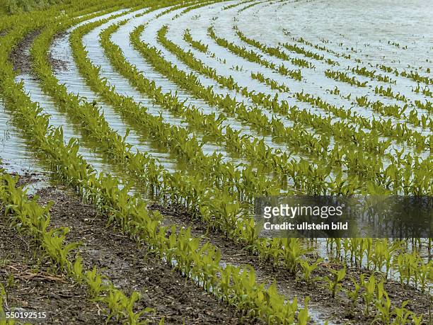 Hochwasser 2013. Österreich. Überflutungen und Überschwemmungen in der Landwirtschaft, überschwemmtes Maisfeld