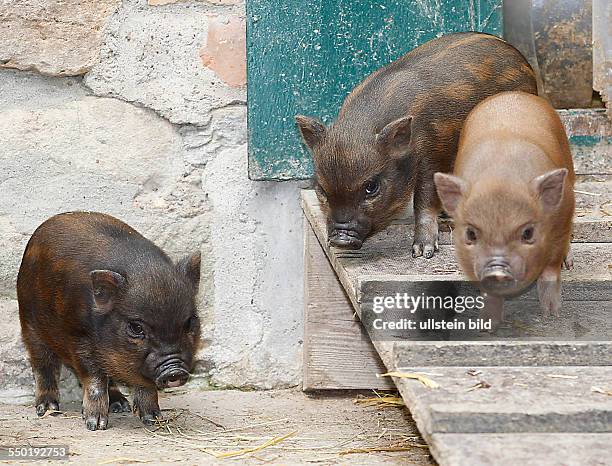 Bergzoo Halle , Nachwuchs bei den Minischweinen