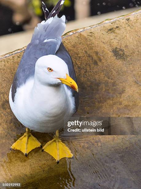 Möwe, Nahaufnahme, Symbolfoto für Urlaub, Fernweh, Sehnsucht