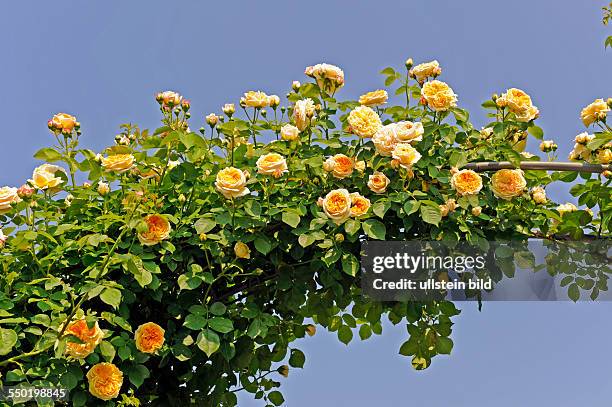 Gelb blühende Kletterrose Rosa Alchymist der berühmten Rosenzüchter Kordes Söhne aus 1956 an einem Rosenbogen