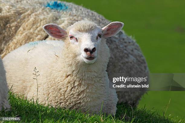 Domestic sheep, ewe lamb on a dike
