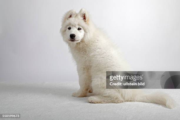 Young male Samoyed dog, puppy , domestic dog