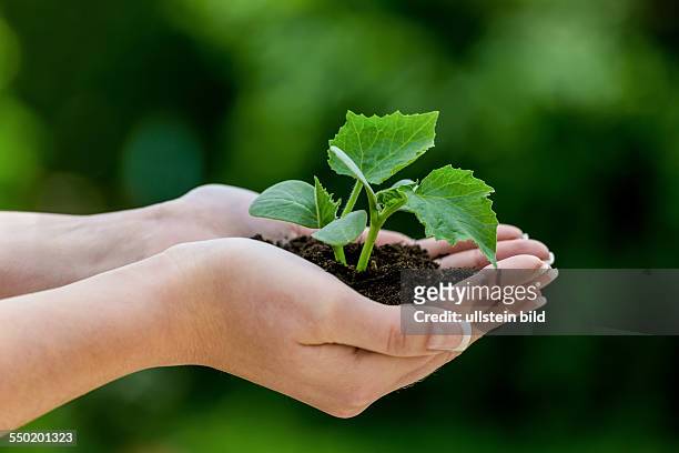 Frau hält Pflanze in der Hand. Symbolfoto für Wachstum und Gewinn