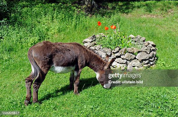 Junger brauner Esel grast vor rustikaler Steininsel mit rotem Mohn