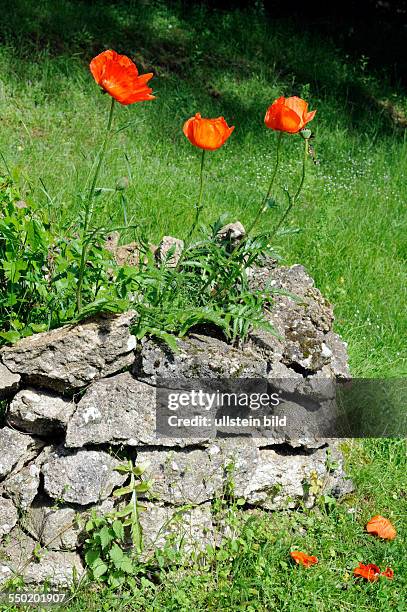 Roter Mohn, auch Orientalischer oder Türkenmohn, blüht auf mediterraner Steinmauer