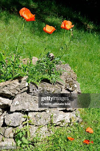 Roter Mohn, auch Orientalischer oder Türkenmohn, blüht auf mediterraner Steinmauer