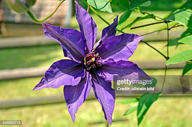 Blau blühende Clematis oder Waldrebe, eine attraktive Kletterpflanze im Sommergarten