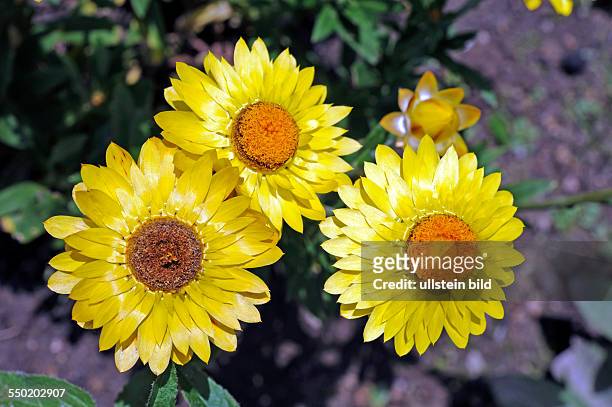 Gelbe Gartenstrohblumen, Helichrysum bracteatum