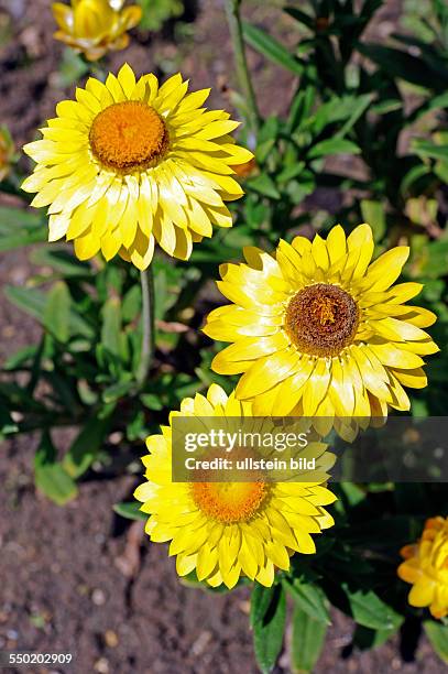 Gartenstrohblumen Helichrysum bracteatum