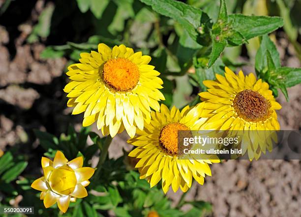 Gelbe Gartenstrohblumen