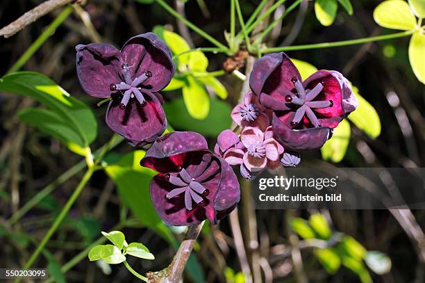 Braunviolette Braunviolette