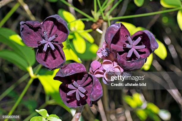 Braunviolette Braunviolette