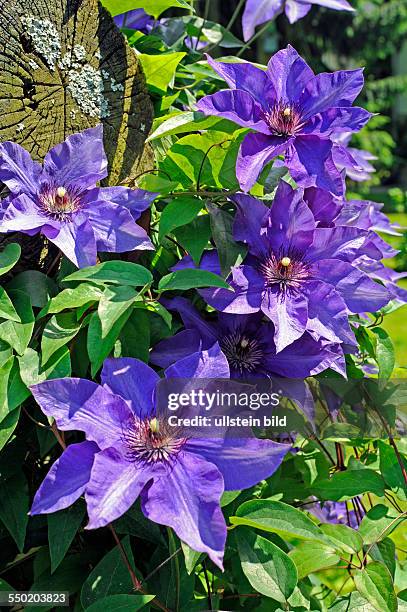 Blau blühende Clematis oder Waldrebe, eine attraktive Kletterpflanze im Garten