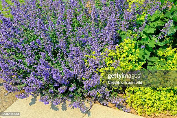 Blühender Lavendel und Frauenmantel sind bewährte Rosenbegleiter im sommerlichen Rosengarten