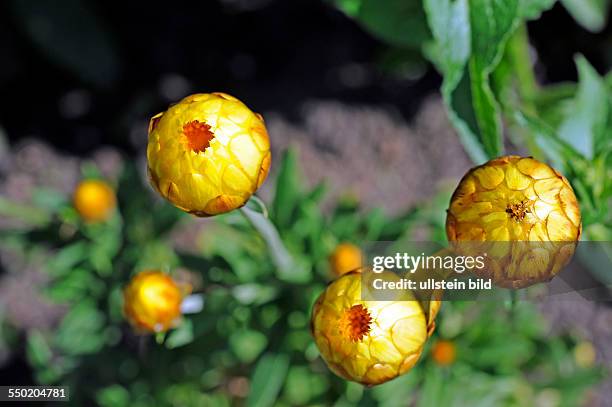 Nur bei Sonne und gutem Wetter öffnen die Gartenstrohblumen ihre Blüten