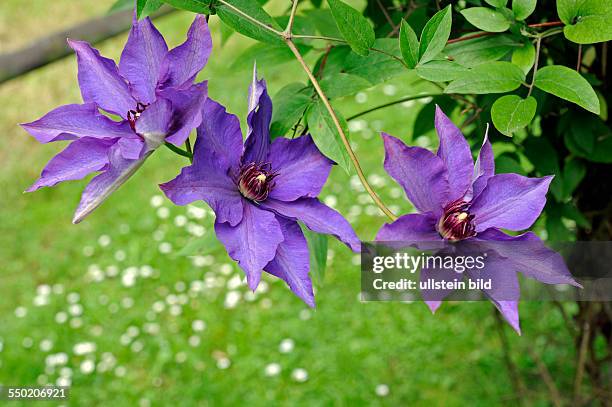 Blau blühende Clematis auch Waldrebe, eine attraktive Kletterpflanze im Garten