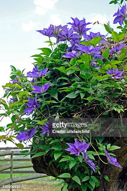 Blau blühende Clematis oder Waldrebe, eine attraktive Kletterpflanze im Sommergarten
