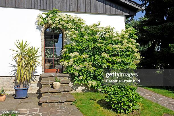 Blühende Kletterhortensie an der Hauswand eines Landhauses