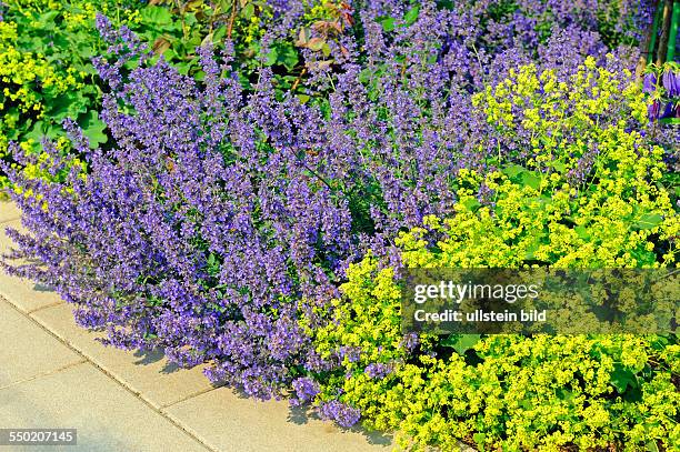 Blühender Lavendel und Frauenmantel sind bewährte Rosenbegleiter im sommerlichen Rosengarten