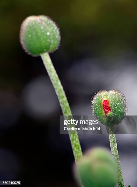 A red poppy flower opens its bud