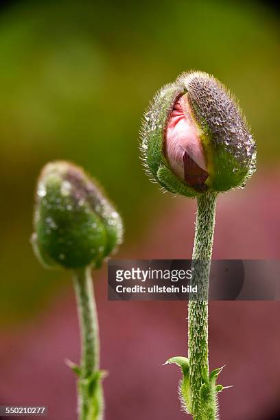 A pink poppy flower opens its bud