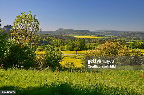 Saechsische Schweiz, Blick ueber bluehende Rapsfelder zum Grossen und Kleinen Zschirnstein, rechts der Hohe Schneeberg