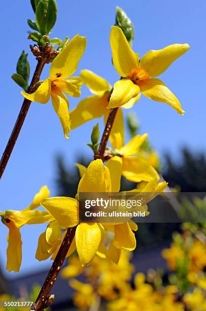 Blühender Forsythienstrauch i