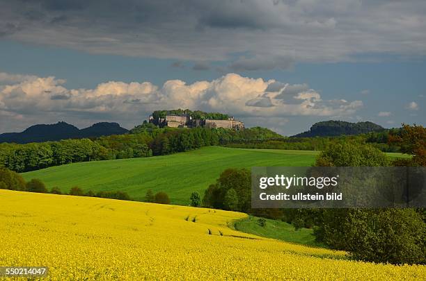 Saechsische Schweiz, Blick ueber bluehendes Rapsfeld und gruene Felder zur Festung Koenigstein, im Hintergrund links von der Festung Papststein und...