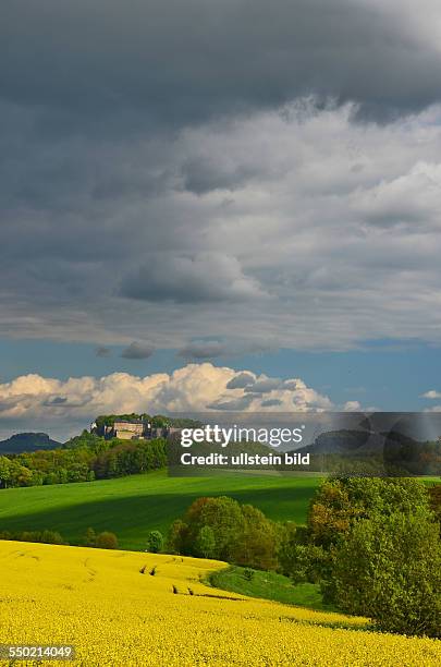 Saechsische Schweiz, Blick ueber bluehendes Rapsfeld und gruene Felder zur Festung Koenigstein