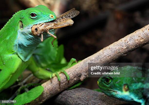 Leguan, Weibchen mit Heuschrecke im Maul