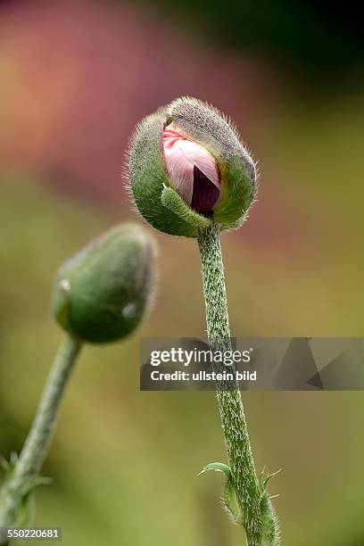 A pink poppy flower opens its bud