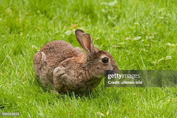 Ein Wildkaninchen auf einer Wiese im Großen Tiergarten in Berlin