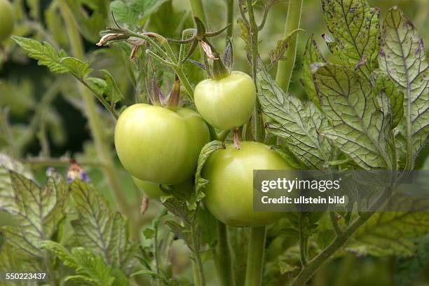 Tomato plant with green tomatoes in another state