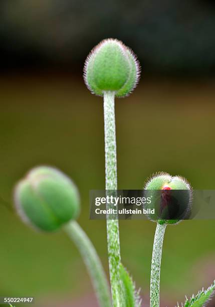 A red poppy flower opens its bud