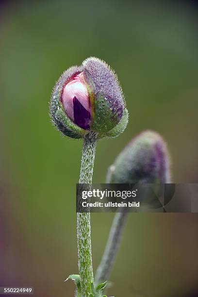 A pink poppy flower opens its bud