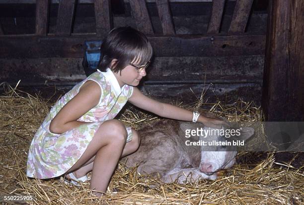 Ca. 1970,Maedchen im Kuhstall bei einem frischgeborenen Kalb