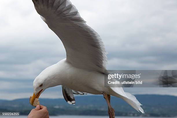 Möwen über dem Oslofjord, Möwe wird mit Brot gefüttert