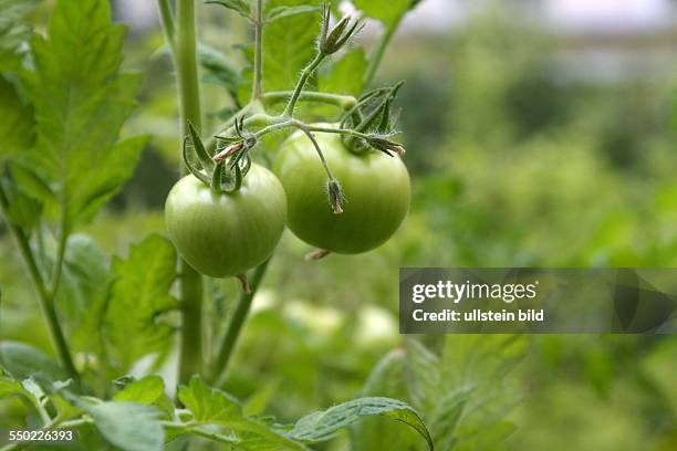 Tomato plant with green tomatoes in another state
